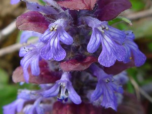 Ajuga reptans-04-kruipend_zenegroen3-H7