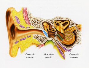 SezioneOrecchio