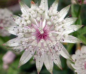 Astrantia_major2