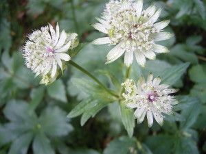 Astrantia_major_R0012287