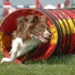 agility-dog