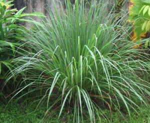 citronella